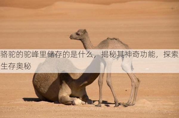 骆驼的驼峰里储存的是什么，揭秘其神奇功能，探索生存奥秘