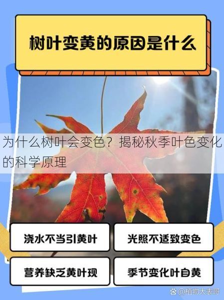 为什么树叶会变色？揭秘秋季叶色变化的科学原理