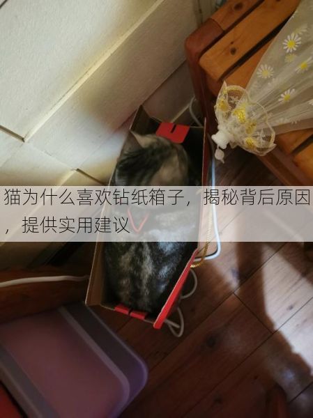 猫为什么喜欢钻纸箱子，揭秘背后原因，提供实用建议