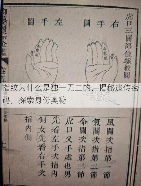 指纹为什么是独一无二的，揭秘遗传密码，探索身份奥秘