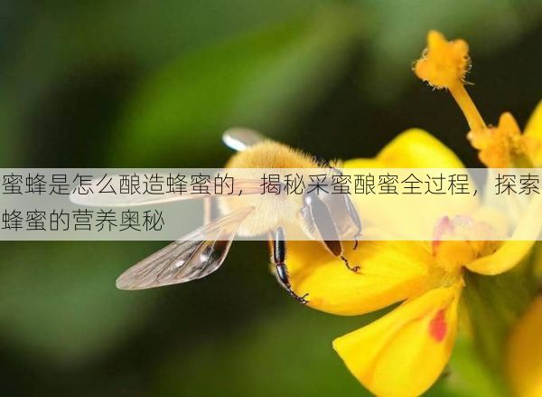 蜜蜂是怎么酿造蜂蜜的，揭秘采蜜酿蜜全过程，探索蜂蜜的营养奥秘