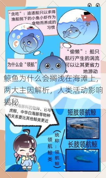 鲸鱼为什么会搁浅在海滩上，两大主因解析，人类活动影响揭秘